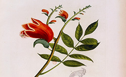 Flore d'Oware et de Bénin, en Afrique, A.M.F.J. Palisot de Beauvois, 1804-1807