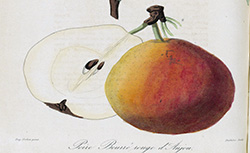Flore et Pomone lyonnaises, , ou Dessins et description des fleurs et des fruits obtenus ou introduits par les horticulteurs du département du Rhône, N.-C. Seringe, 1847