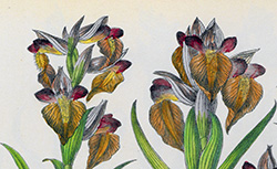 Flore illustrée de Nice et des Alpes-Maritimes : iconographie des orchidées, J.-B. Barla, 1868