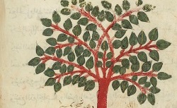 Fragments du traité sur les plantes de Dioscoride. Arabe 4947. 12e siècle