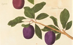 Fructologie, ou Description des arbres fruitiers ainsi que des fruits que l'on plante et qu'on cultive ordinairement dans les jardins, J. Knoop, 1771