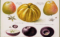 [Fruits, légumes, champignons et fleurs], H.-J. Redouté, 1817-1840