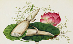Fruits et légumes, Yoeequa Painter, 1830-1840