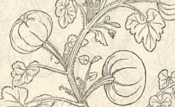 FUCHS, Leonhard (1501-1566) De historia stirpium commentarii insignes