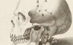GENGA, Bernardino (1620–1690) Anatomia per uso et intelligenza del disegno