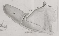 GEOFFROY SAINT-HILAIRE, Étienne (1772-1844) Philosophie anatomique des organes respiratoires