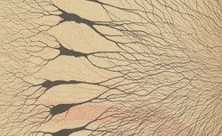 GOLGI, Camillo (1843-1926) Sulla fina anatomia degli organi centrali del sistema nervoso