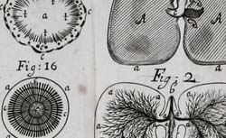 GREW, Nehemiah (1641-1712) The anatomy of plants