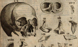 GUIDI, Guido (1509-1564) De anatome corporis humani libri VII