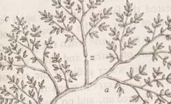 HALES, Stephen (1677-1761) Vegetable staticks