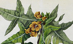 Herbier officinal, description des plantes champêtres les plus usuelles en pharmacie et en économie domestique, G. Catros, 1856