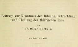 HERTWIG, Oscar (1849-1922) Beiträge zur Kenntniss des Bildung und Theilung des thierischen Eies