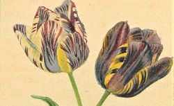 Histoire des tulipes, C. Malo, 19e siècle