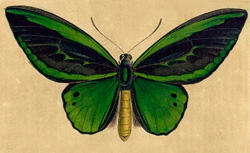 Histoire naturelle des lépidoptères d'Europe, H. Lucas, 1834