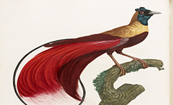 Histoire naturelle des oiseaux de paradis et des rolliers, suivie de celle des toucans et des barbus; F. Levaillant, 1806