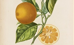 Histoire naturelle des orangers, A. Risso, 1818