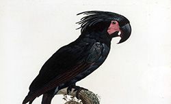 Histoire naturelle des perroquets, F. Levaillant, 1805