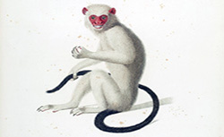 Histoire naturelle des singes et des makis, J.-B. Audebert, 1799-1800