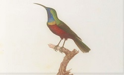 Histoire naturelle et générale des grimpereaux et des oiseaux de paradis, J.-B. Audebert et L.-P. Vieillot, 1802