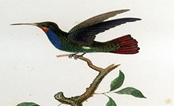 Histoire naturelle et générale des colibris, oiseaux-mouches, jacamars et promerops, J.-B. Audebert, 1802