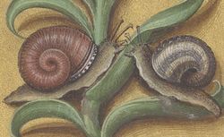 Accéder à la page "Hunting for snails"