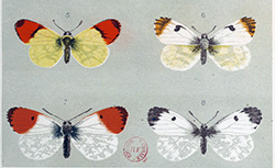 Iconographie des lépidoptères : papillons de France, Delahaye, 1851