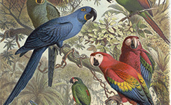 Iconographie des perroquets, A. Reichenow, 1878-1883