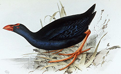 Illustrations de The Birds of Europe, J. Gould, 1837