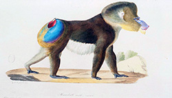 Illustrations de Histoire naturelle des mammifères t. I-VI, par Werner,1819