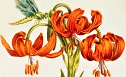      [Illustrations de Le Jardin du très chrestien Henry IV], 1608