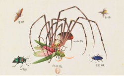 Insectes, Yoeequa Painter