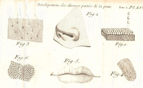 Accéder à la page "Duverney, Joseph-Guichard (1648-1730)"