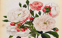 Journal des roses : rosa inter flores, 1877-1914 [périodique]