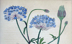 Journal et flore des jardins, 1830-1832 [périodique]