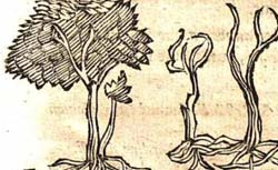 JUNG, Joachim (1587-1657) Opuscula botanico-physica