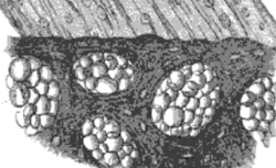 KÖLLIKER, Albert (1817-1905) Mikroskopische Anatomie
