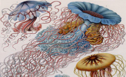 Kuntsformen der Natur, E. Haeckel, 1899-1904