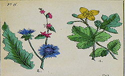 La Flore médicinale illustrée, ou Manuel des plantes les plus usitées dans le traitement des maladies..., J. Deschanalet Valpêtre, 1883