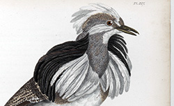 La Galerie des oiseaux, L.-P. Vieillot et P. Oudart, 1825