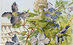 La plante : fleurs, feuillage, fruits, légumes, dans la nature et la décoration, G. Fraipont, 1896