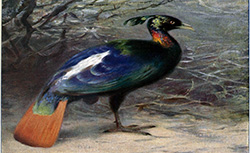 La vie des animaux illustrée, t. III-IV Les oiseaux, J. Salmon, 1903
