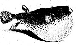 LACÉPÈDE, Étienne de (1756-1825) Histoire naturelle des poissons