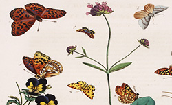 L'Aurélien, ou Histoire naturelle des chenilles, chrysalides, phalenes et papillons anglois, M. Harris, 1794