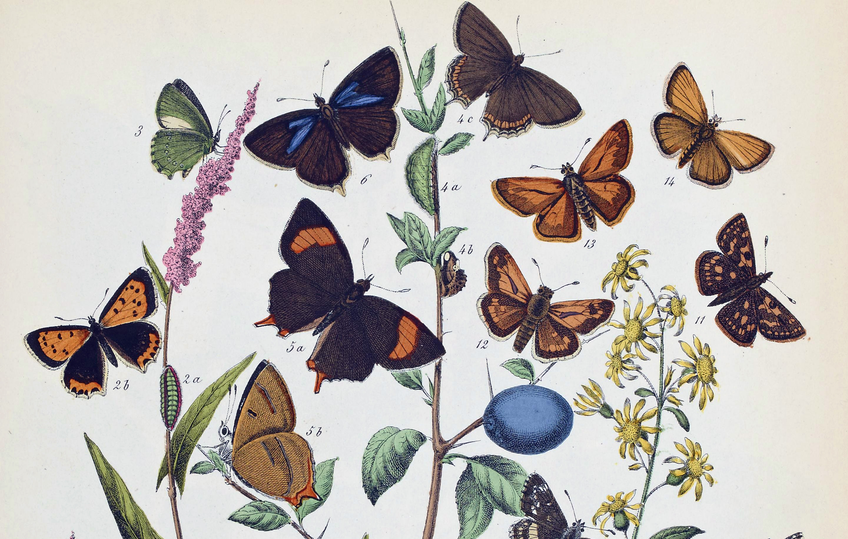 Le monde des papillons, promenade à travers champs, M. Sand, 1867