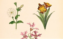 Horticulture. Végétaux d'ornement. Atlas iconographique, 1864-1869
