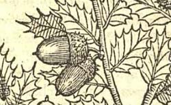 L'ÉCLUSE, Charles de (1526-1609) Rariorum aliquot stirpium per Hispanias observatarum historia