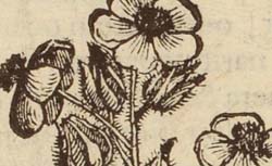 L'ÉCLUSE, Charles de (1526-1609) Rariorum plantarum historia