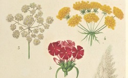 Leçons de flore. Cours complet de botanique, explication de tous les systèmes, introduction à l'étude des plantes, J.-L.-M. Poiret, 1820