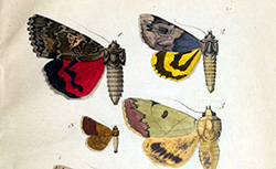 Lépidoptères descriptions de tous les papillons qui se trouvent en France..., E. Berce, 1867-1873 