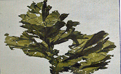 Les algues marines des côtes de France, E. Wuitner, 1921